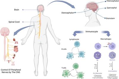 CNS and CNS diseases in relation to their immune system
